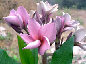 Plumeria Rubra Muang Jack 6 Seeds - Click Image to Close